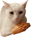 CE_CatWithHANDS emote
