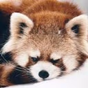 redpanda_angry emote