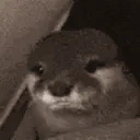 Otter emote