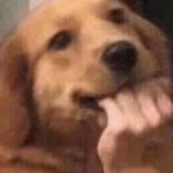 dog_fingerbite emote