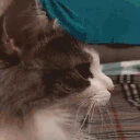What emote