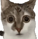 scaredcat emote