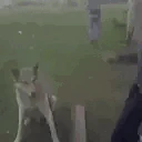 Hola emote