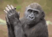 monkeyClap emote