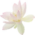 white_flower emote