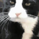 MLEMM emote