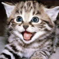 kitty_what emote