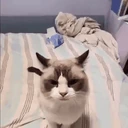boom emote