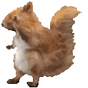 DancingSquirrel emoji