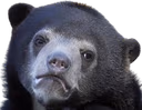confession_bear emote