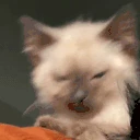 Drochnulo emote