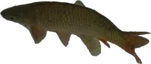 LeFishe emote