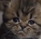 saj emote