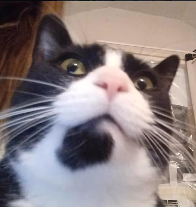 CatStare emote
