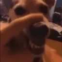 Lala emote