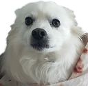 snowball_scared emote