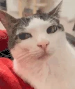 Judge emote