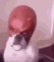 daredevil emote
