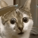 WTF animated emote