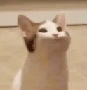 pop emote