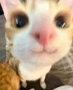 gm emote