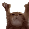 Catting emote