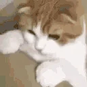 catLeave emote