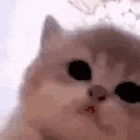 kittyJam emote