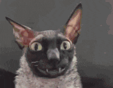 xd animated emote