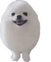 Eggy_Boi_Dog_Ball emote