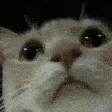 Mod_Check_Cat emote