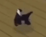 CatPls emote