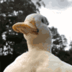 FlowerDuck animated emote