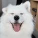 Dog_Happy_Ears emote