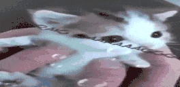 draaaingaaaaang emote