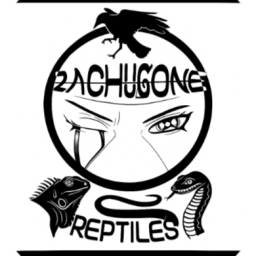 zachugone avatar