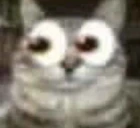void emote
