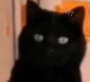 catlook emote