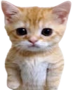 catUnpleased emote