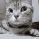 SniffCat animated emote