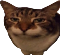 bothered_cat emote