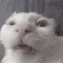 MyDescentIntoMadnessIsComplete animated emote