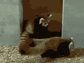 redpandaPOUNCE animated emote
