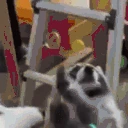 RacoonCatchingBubbles emote