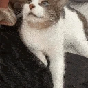 cat_nothoughts emote