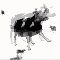 PolishCow emote
