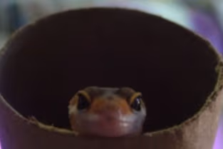 BabyLeopardGeckoInPaperRoll emote