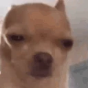 NOSEWEY emote