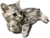 catstare emote