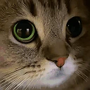 meow emote